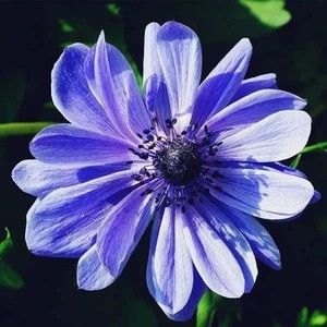 Meet your Posher, Loanthithanhhu